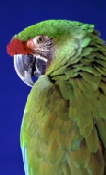 Maggie